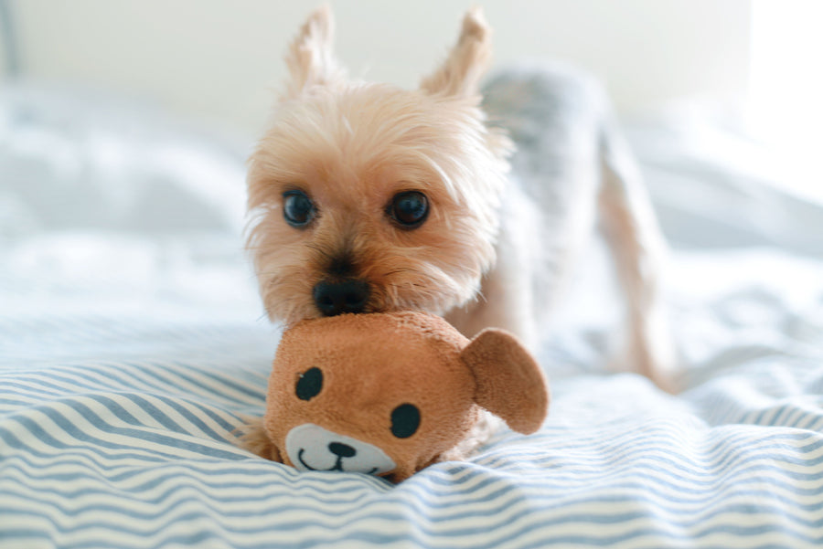 Brain Stimulating Feeders for Pets: The Purpose and Benefits